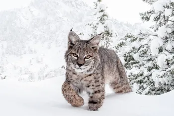 Bobcat in snow