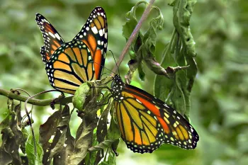 Monarch butterflies on plant stem