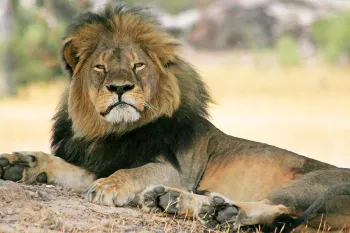 Cecil the lion lounges in the shade