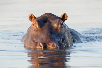 Hippopotamus in water looking at camera