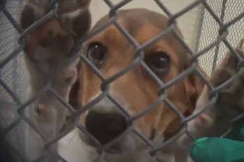 Sad dog in cage in Indiana toxicology lab