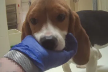 Undercover investigator holding sick puppies face in toxicology lab