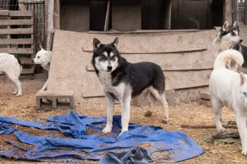 Adult dogs found living outdoors in crowded, filthy pens, some with no apparent access to food or water. 