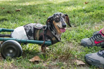 A small, speckled dog uses wheels to get around instead of his back legs.