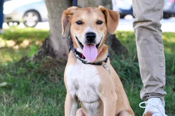 Happy dog at outdoor adoption event