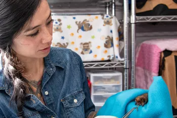 Bat rehabber working with a small bat in her home