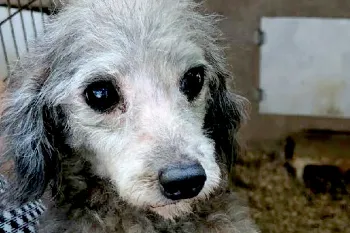 A dog in poor health looks at the camera pleadingly, the disgusting conditions of its puppy mill visible in the background