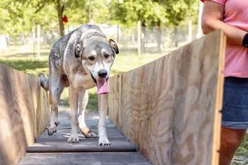 Dog walking up a ramp