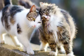 Two outdoor cats, also known as community or feral cats, comfort each other