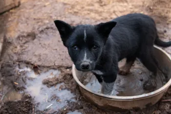 Sad dog standing in a dirty water bowl during New Mexico animal cruelty/animal abuse rescue