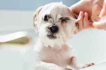 dog getting sprayed by skunk getting bath to get rid of skunk smell