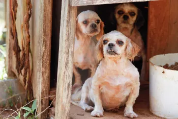 Three dogs being rescued from a puppy mill in North Carolina