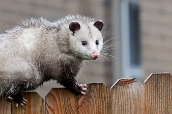 Opossums are safe, nonthreatening creatures who are easy to get rid of gently