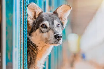 A dog is one of the most common animals in shelters looking for help