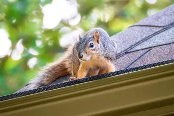 A squirrel can get to the attic through the roof