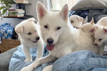 Dorothy the dog on a bed with her puppies