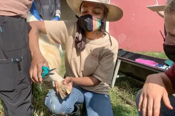 T'Asia, an HSUS intern, working on an animal at Black Beauty Ranch