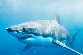 Great white shark swimming in ocean