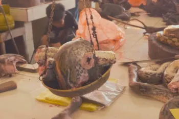 Cut up wildlife on scale in Indonesia wet market