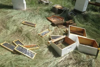 Scattered bee hives after a bear broke in to eat honey.