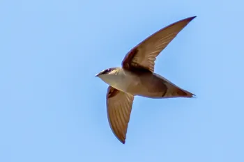 Chimney swift bird flying through the sky