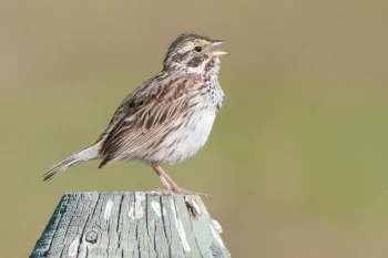 Sparrow on a fence post