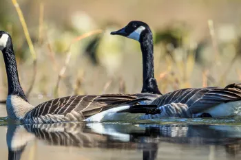 Canada geese swimming in water