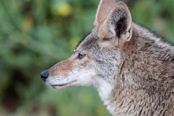 Side profile of a coyote