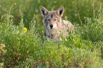 Coyote in a meadow