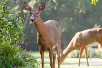 Deer in a garden