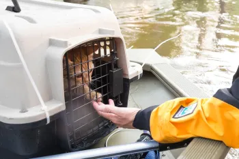 Kitten rescued from hurricane reaches out to HSUS rescuer through carrier on boat in high flooded water