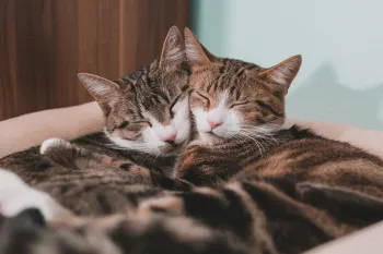 Two cats cuddling on a soft bed with their eyes closed