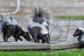 Three skunks on a porch