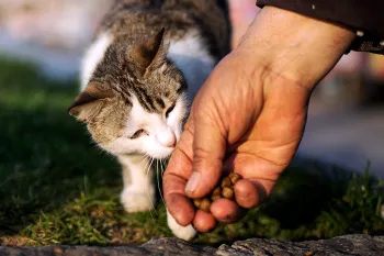 If you found a stray dog or cat, you might earn its trust with treats