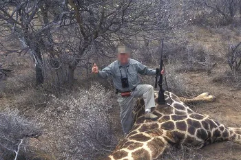 Trophy hunter standing with rifle over body of dead wild giraffe