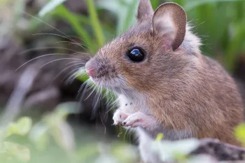 A wild mouse in the grass