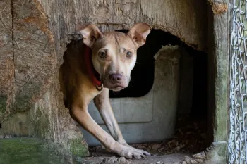 Dog in rotting enclosure at suspected dogfighting operation