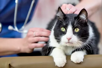 Black and white cat being checked out by a veternarian