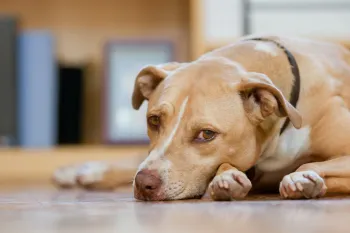 A tan dog lays on the ground looking sad