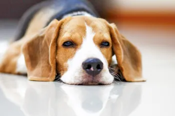 Beagle dog laying on the floor