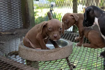 Puppies before being rescued at a dog fighting operation in South Carolina