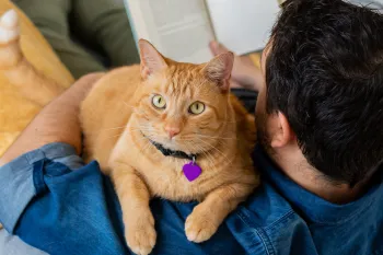 An orange cat resting on a man's shoulder looks at the camera