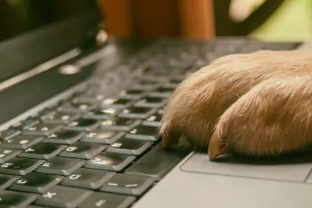 Dog paw on laptop computer