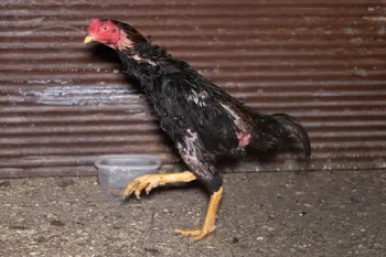 Rooster in poor condition during indiana cockfighting rescue