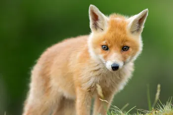 Cute young red fox