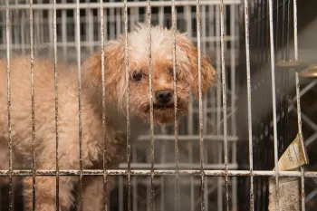 Dirty white dog looks at photographer through puppy mill cage