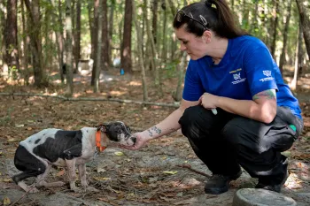 An HSUS rescuer gains the trust of a frightened dog