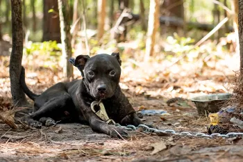 A dog is chained up to a tree and looks pleadingly at the camera