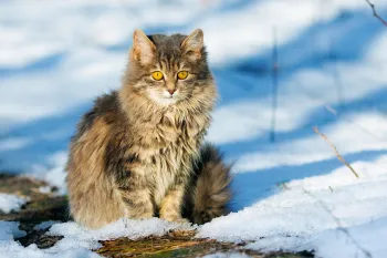 Fluffy grey cat outside in snowy lawn