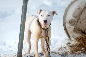 White pit bull chained to a metal pole outside in the snow